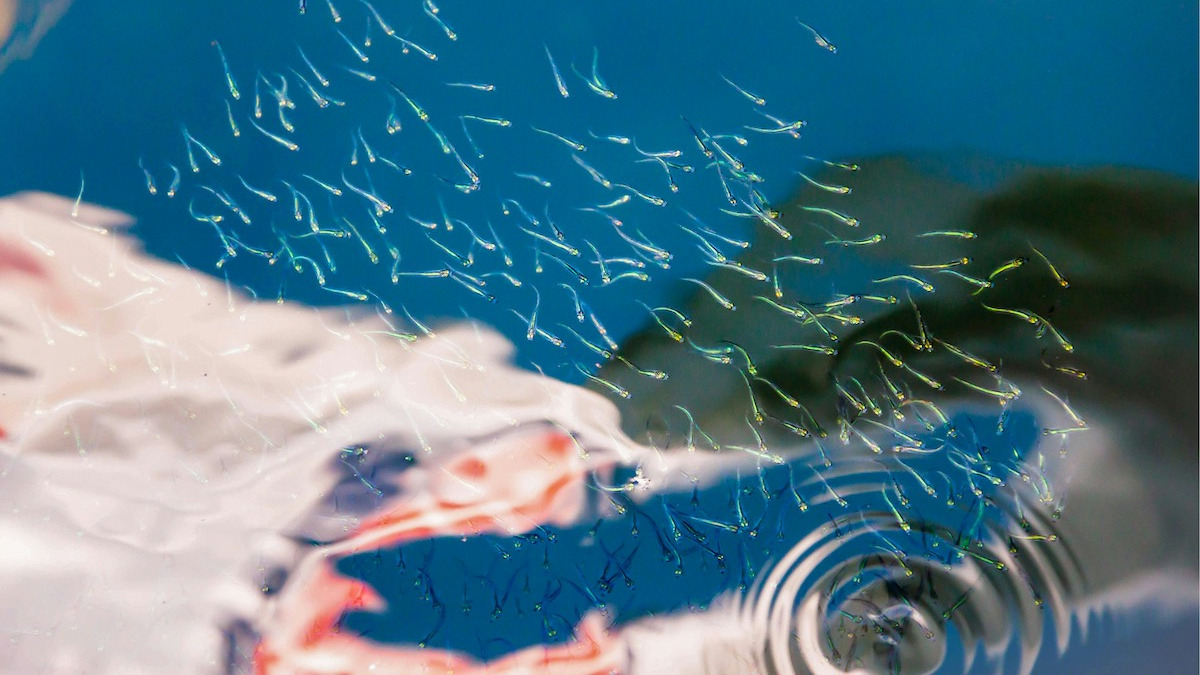 Schwimmende Spermien unterm Mikroskop vergrößert. Symbolbild für männliche Fruchtbarkeit und Spermienqualität.