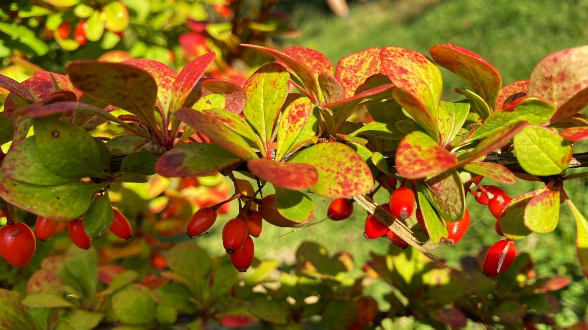 Zweig der Berberitze mit roten Beeren – Quelle des Wirkstoffs Berberin, der bei PCOS als natürliche Metformin-Alternative diskutiert wird
